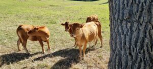 Gite Dordogne La Petite Clavelie Périgord vert activités Riberac 01