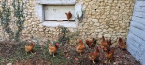 Gite Dordogne La Petite Clavelie Périgord vert maison de vacances ferme 01