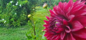 La Petite clavelie gites à la campagne en dordogne_02